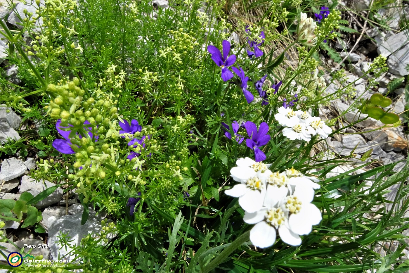 62 Composizione naturale di Achillea, Viola du Duby, Erba Stella.JPG